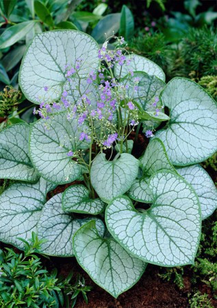 BRUNNERA macrophylla Jack Frost